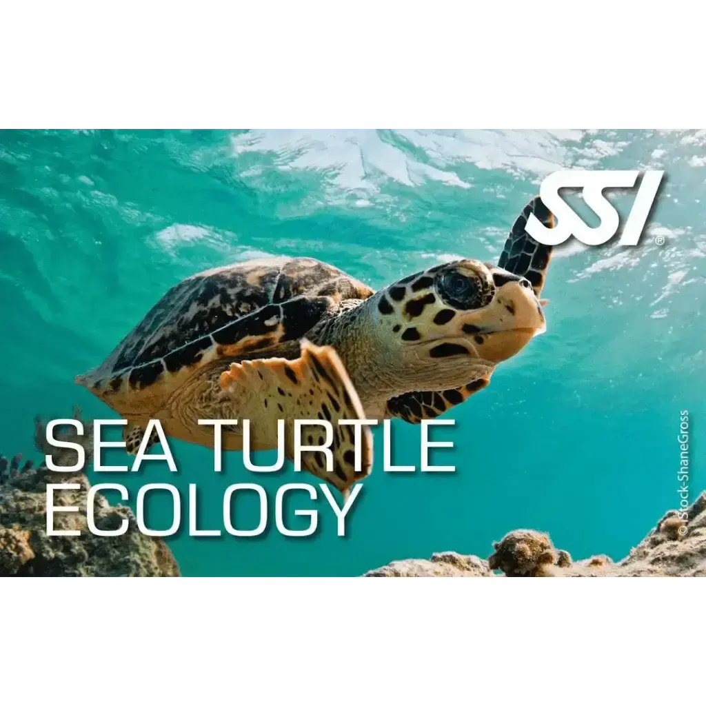 SSI Sea Turtle Ecology Kurs - Tauchwerkstatt.eu