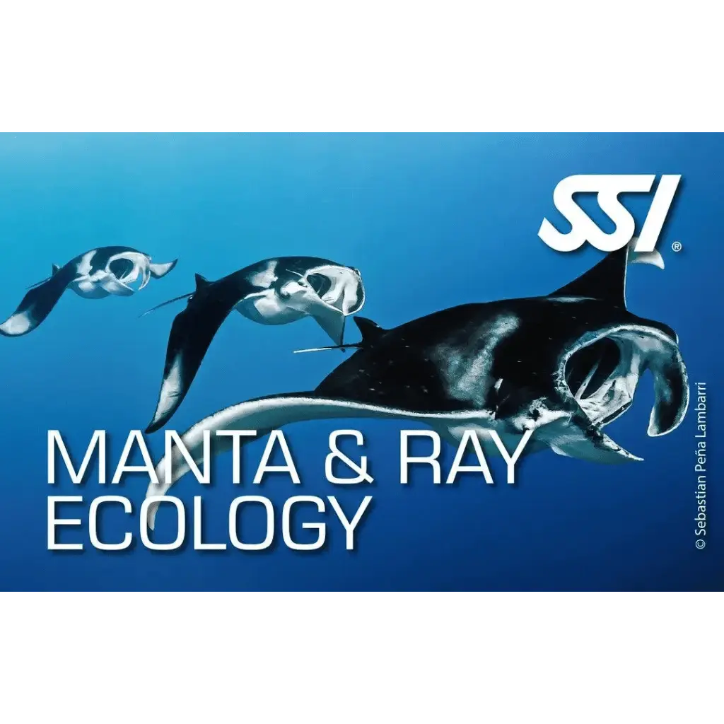 SSI Manta & Ray Ecology Kurs - Tauchwerkstatt.eu