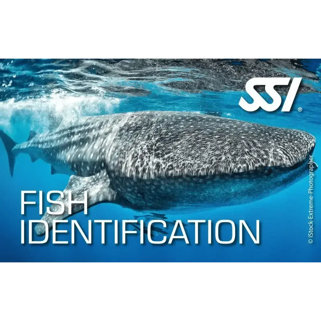 SSI Fish Identification Ecology Kurs - Tauchwerkstatt.eu