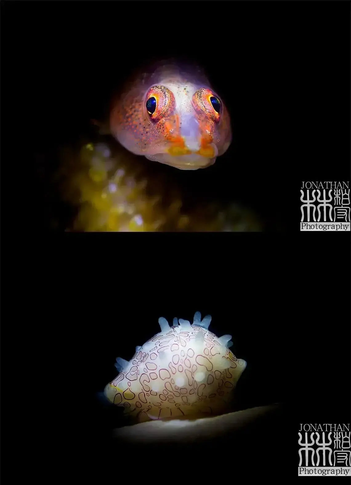 Snoot Light DIVEPRO MP30 von Divepro - Jetzt kaufen