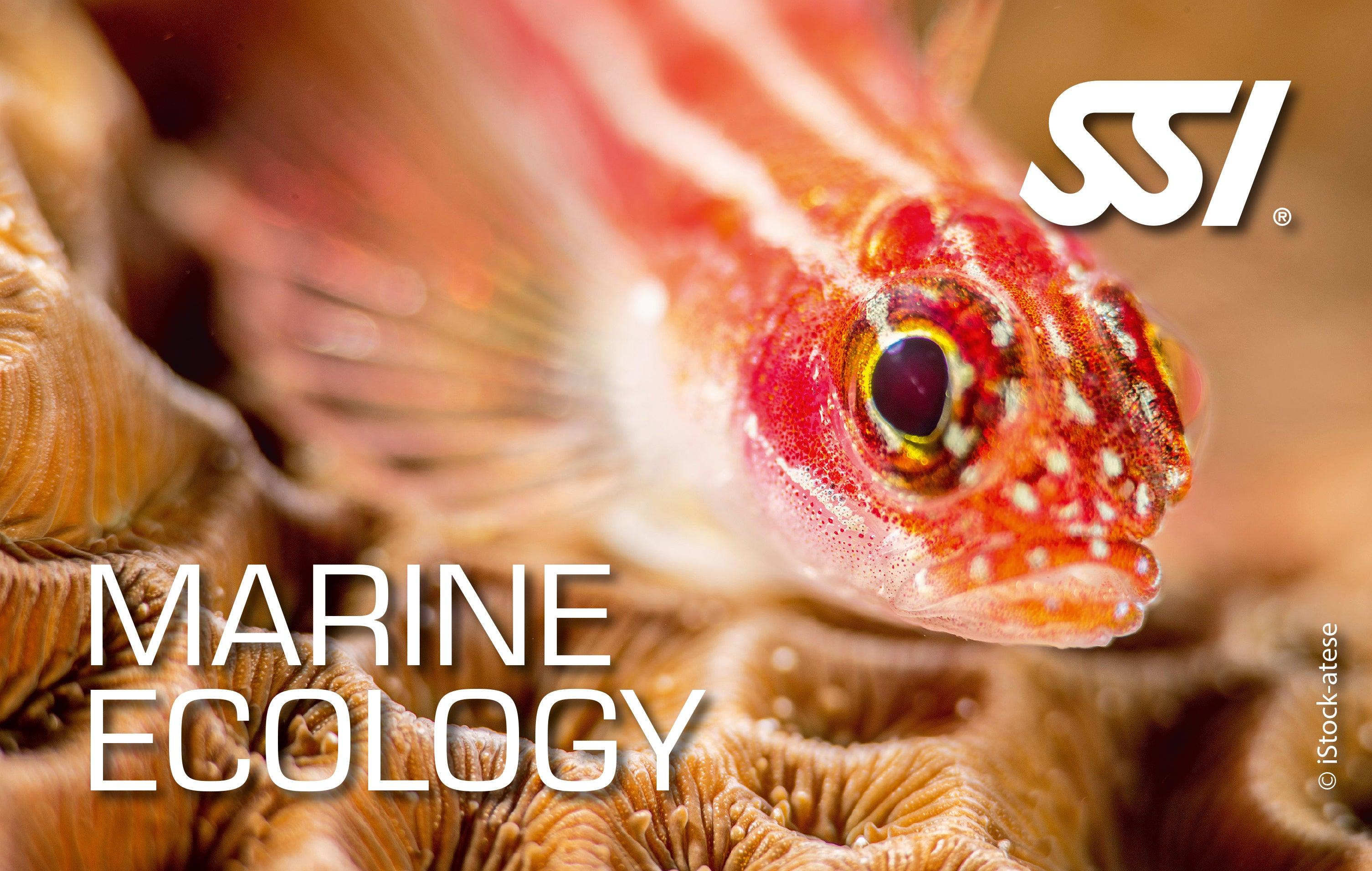 SSI Marine Ecology Kurs - Tauchwerkstatt.eu