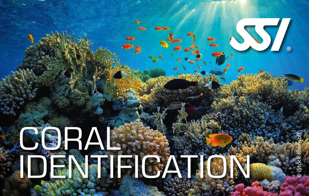 SSI Coral Identification Ecology Kurs - Tauchwerkstatt.eu