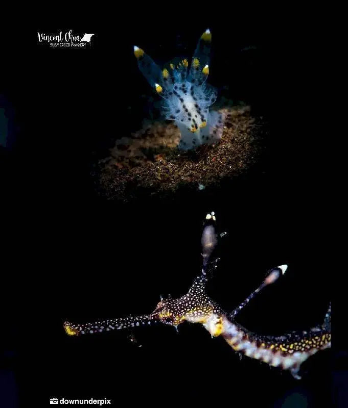 Snoot Light DIVEPRO MP10 von Divepro - Jetzt kaufen