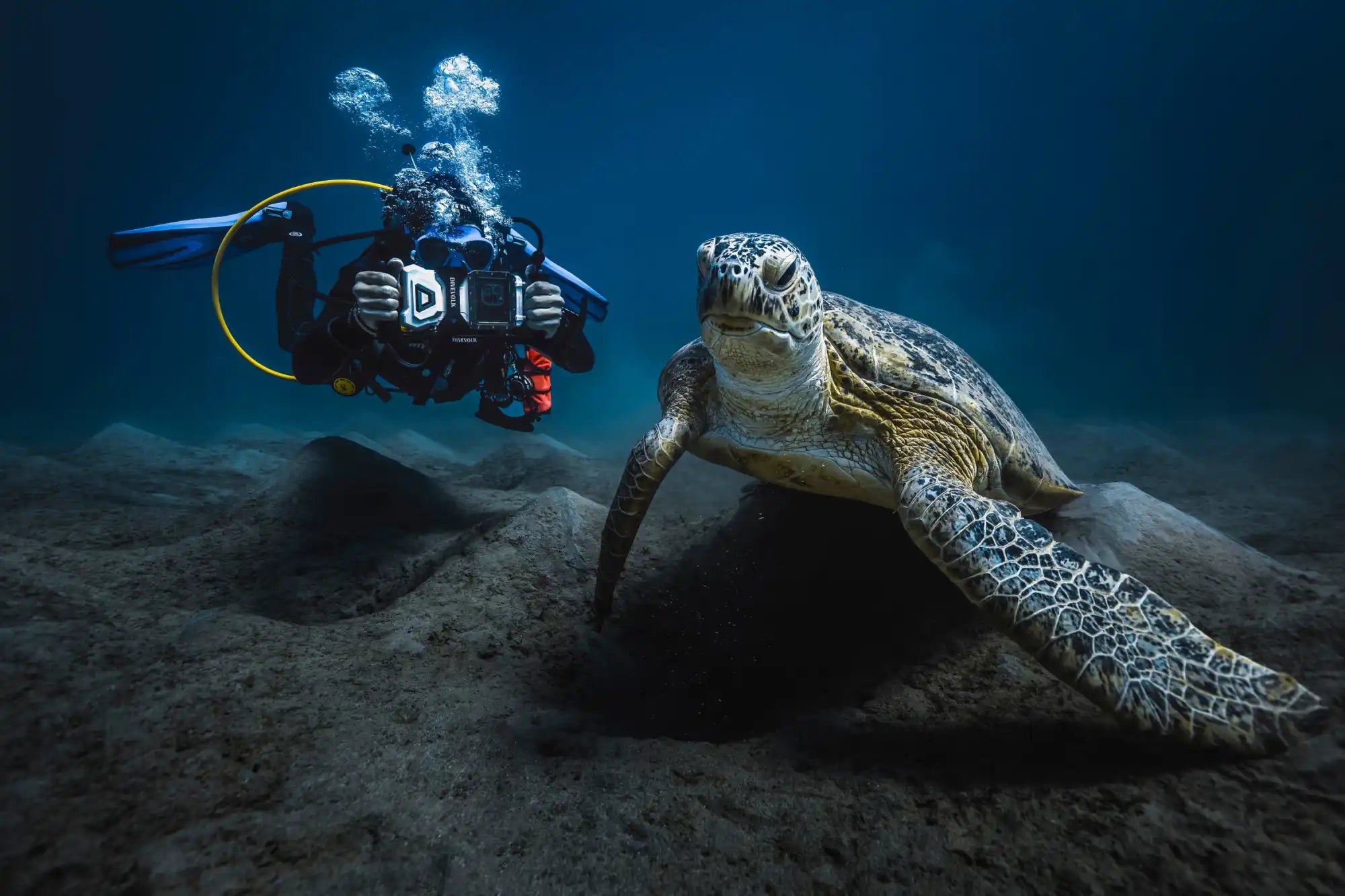 Schildkröte schwimmt in tiefblauem Wasser in der Nähe eines Tauchers.