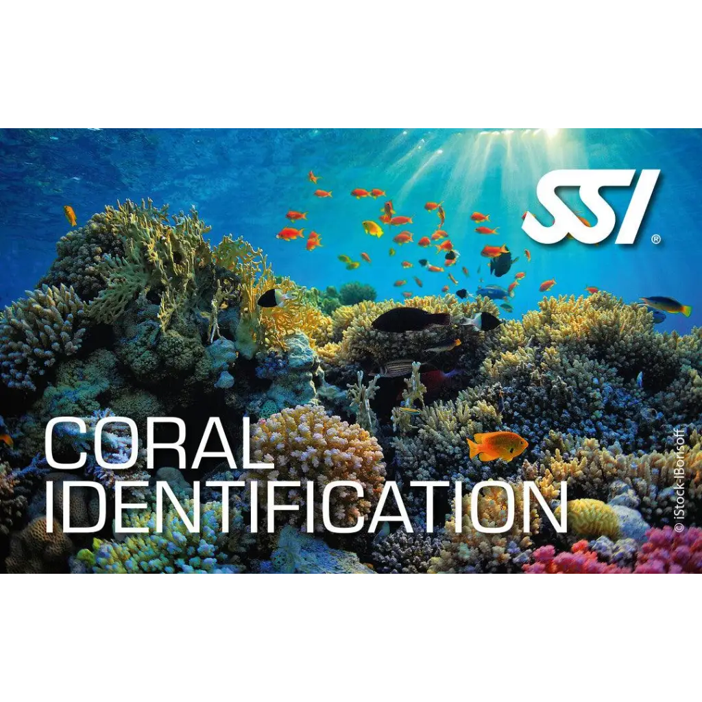 SSI Coral Identification Ecology Kurs - Tauchwerkstatt.eu